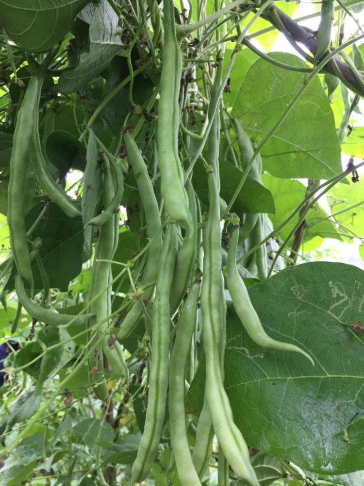 蔬菜生鲜配送的|蔬菜配送批发市场
